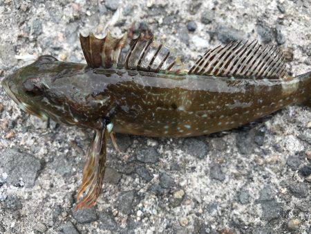 昨日の今日で…。