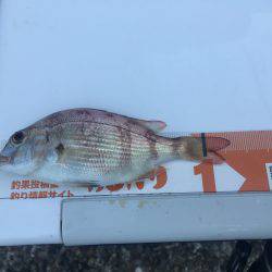 前回と同じポイントでキス釣り