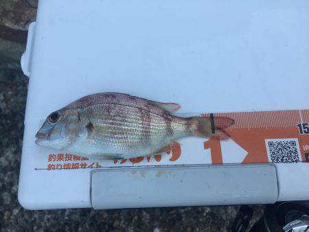 前回と同じポイントでキス釣り