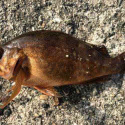 なぜか大漁⁉️