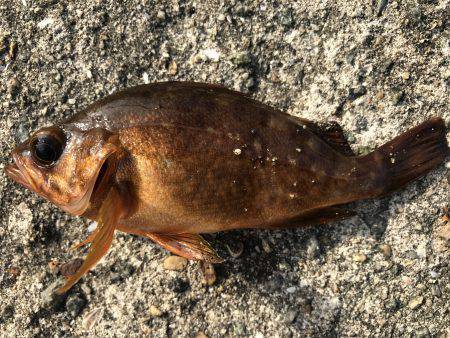 なぜか大漁⁉️