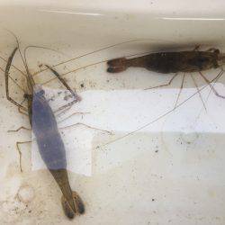 千種川河口で手長エビ釣り