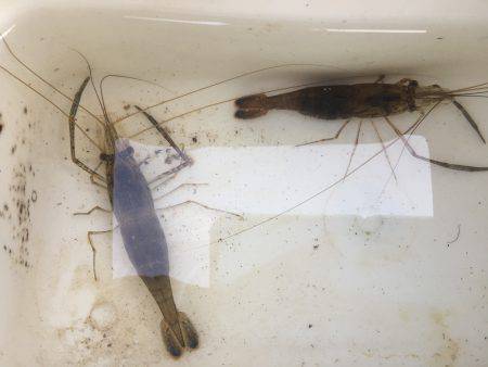 千種川河口で手長エビ釣り