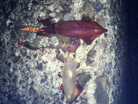 ケンサキイカと新子調査