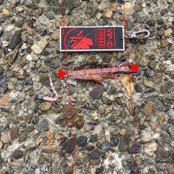 ロックフィッシュのはずが、、、、、