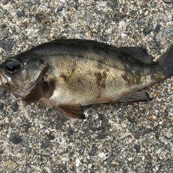 なぜか大漁⁉️2