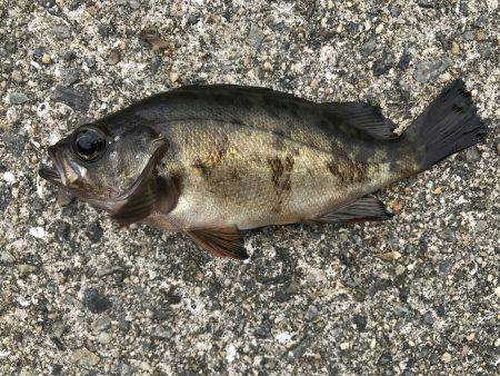 なぜか大漁⁉️2