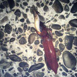 連日のケンサキイカ