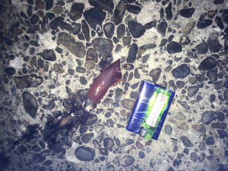 ケンサキやや渋かった