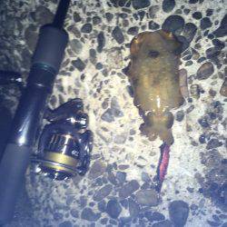 ケンサキとアオリがぽつぽつ