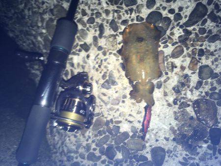 ケンサキとアオリがぽつぽつ