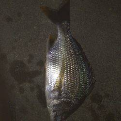 シーバスゲーム