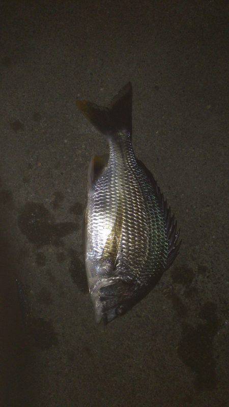 シーバスゲーム