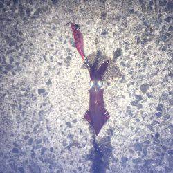 初めてのケンサキ