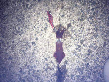 初めてのケンサキ