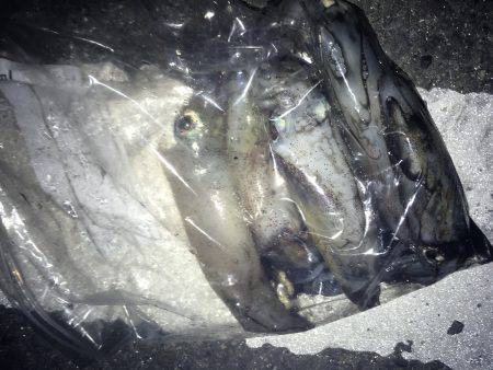 風があるけど出動