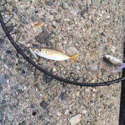 ライトゲームで癒されてきました。