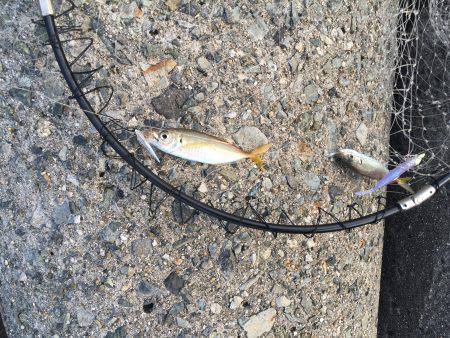 ライトゲームで癒されてきました。