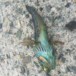 ライトゲームして来ました。