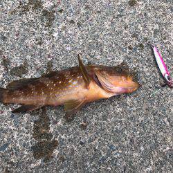 第2回新子調査！