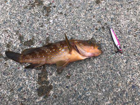 第2回新子調査！