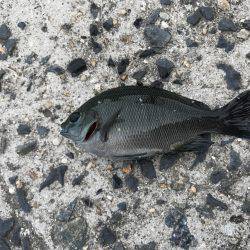 室津漁港でベラ釣り