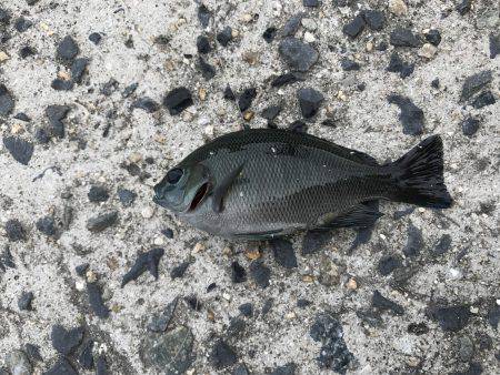 室津漁港でベラ釣り