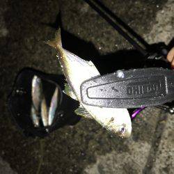 アジング釣行記