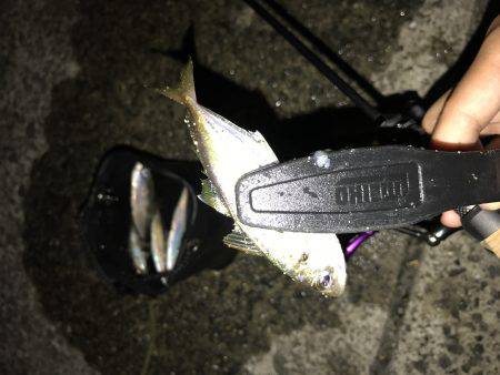 アジング釣行記