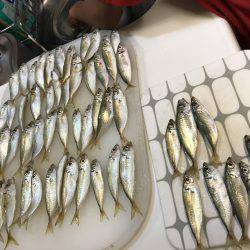 平磯海釣り公園にてサビキ