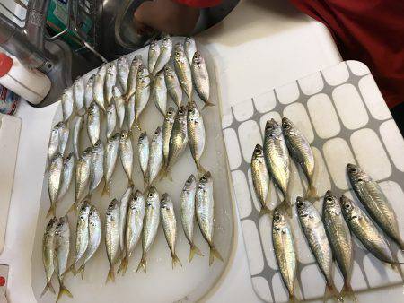 平磯海釣り公園にてサビキ