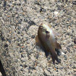 フカセ釣り、グレ&チヌ