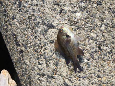 フカセ釣り、グレ&チヌ