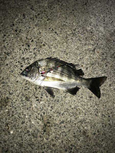 ナイトシーバスハンター