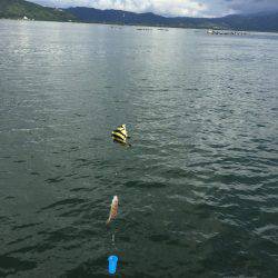 サビキMyブーム