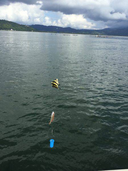 サビキMyブーム