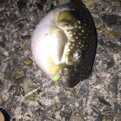 室津漁港夜釣り