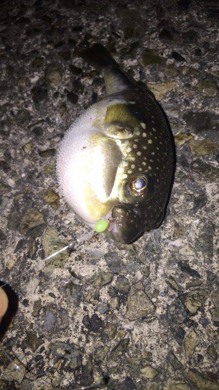 室津漁港夜釣り