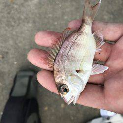 社会アジ狙いで…