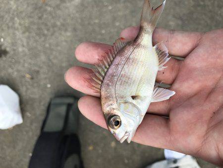 社会アジ狙いで…