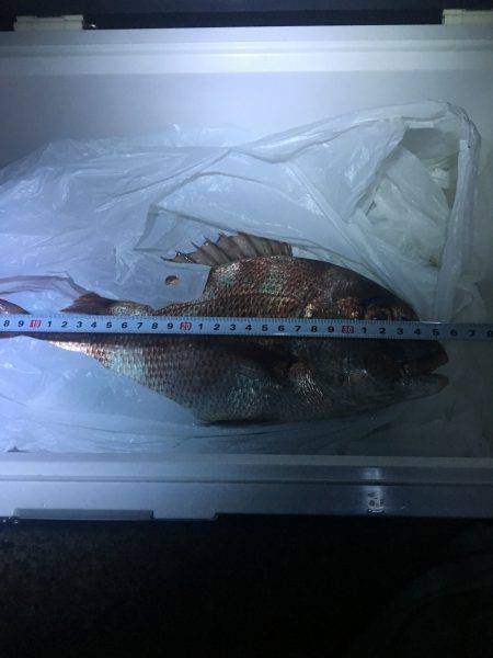 陸っぱりで真鯛