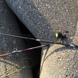 タコにもジアイがあるの？