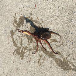 サゴシ⁉️  安定⁉︎のタコ