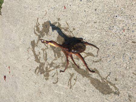 サゴシ⁉️  安定⁉︎のタコ