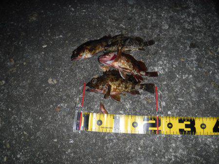 ガシラを求めて‼️