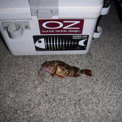 ガシラ調査‼️