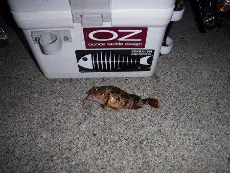 ガシラ調査‼️