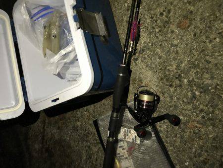 台風前ケンサキ調査