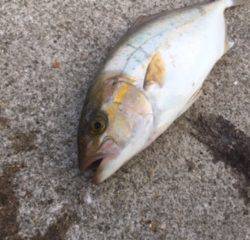 ショアジギング