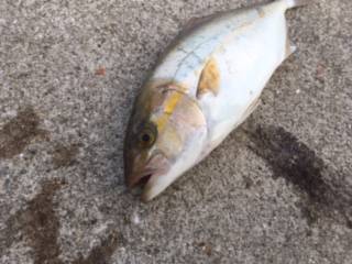 ショアジギング